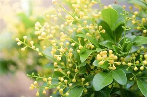 米蘭花花語|米蘭花花語是怎樣的 這種話可以人工種植嗎